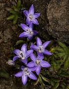 Campanula piperi - Piper's Bellflower 18-1458_1